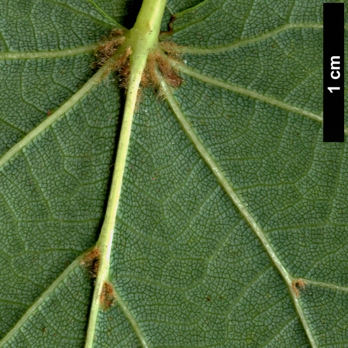 High resolution image: Family: Malvaceae - Genus: Tilia - Taxon: ×europaea - SpeciesSub: 'Lappen' (T.cordata × T.platyphyllos)